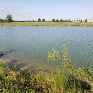 Avoca Pond View