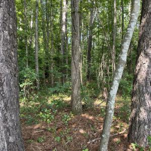 green rd 5