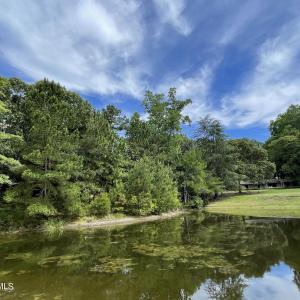 Pond