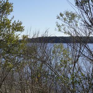 _DSC0323