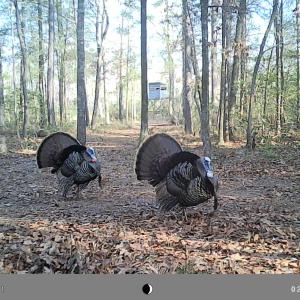 Wild Turkeys