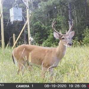 buck 8-19-2020
