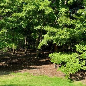 IMG_0136