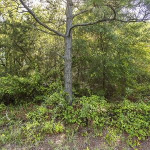 mls-IMG_1706