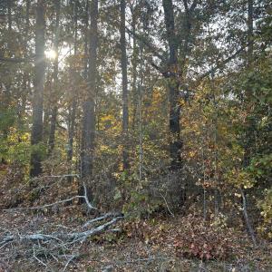 IMG 8149 photo