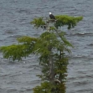 OCCANO - EAGLE IN TREE