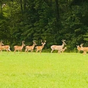 Bucks,Does, and Fawns - Scotch Hall