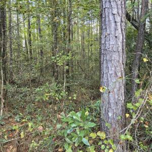 inside tree line