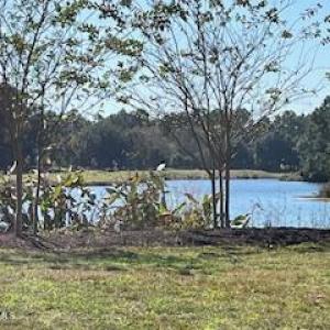 Pond view