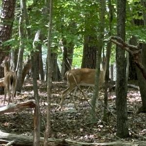 deer