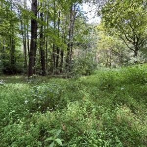 old homesite