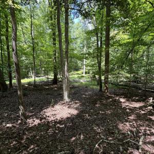 woods sunshine