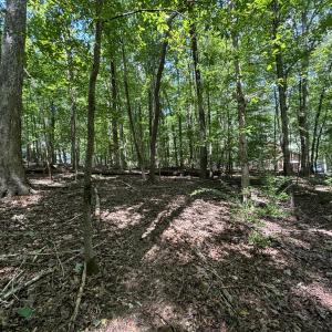 woods