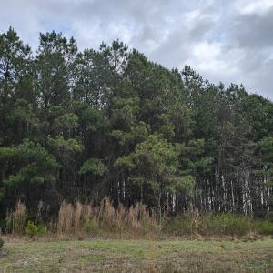 Wooded Lot