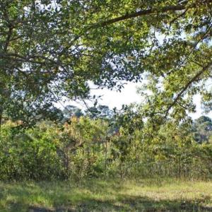 Wooded Homesite