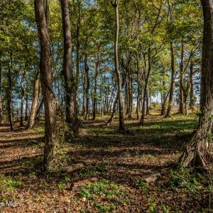 Underbrush cleared out