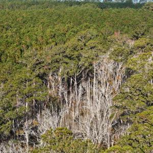 DJI_20241216093611_0182_D