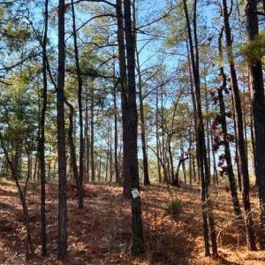 As Seen From the Road