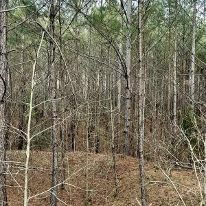 Riverbluff Ln