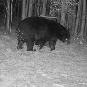 Bear