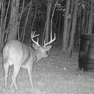 Deer