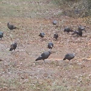Turkeys