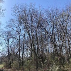 0 Oak Forest, Four Oaks- Pic 2