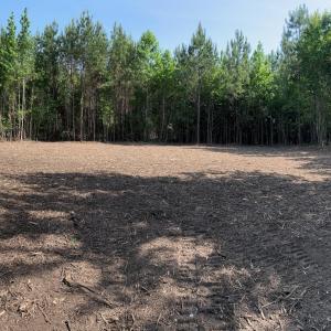Lot 7 Clearing