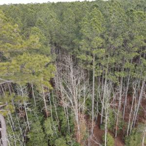 DJI_0904