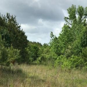 2725 Acorn Branch 1