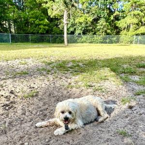 Dog Park