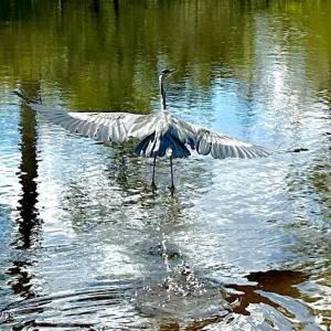 Wildlife at Fairfield Harbour