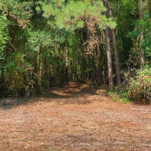Photo #13 of Tbd Kehukee, Parkton, NC 15.7 acres