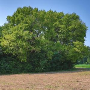Photo #7 of Tbd Kehukee, Parkton, NC 15.7 acres