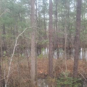 Potential pond site