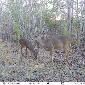 Deer