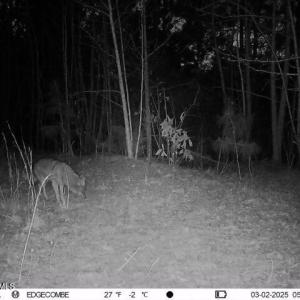 coyote