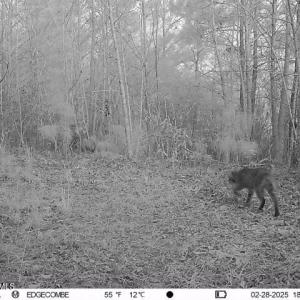 bobcat