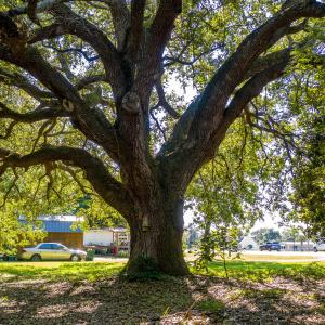 Beautiful Oaks