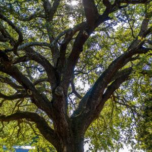 Beautiful Oaks
