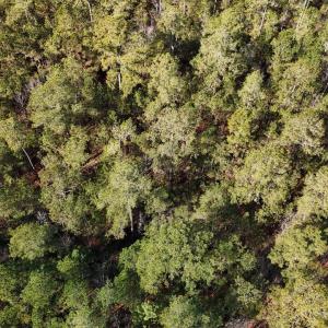 DJI_20250203121758_0224_D Large