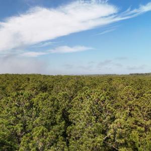 DJI_20250203121506_0219_D Large