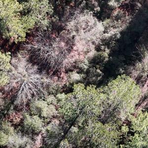 DJI_20250203123042_0257_D Large