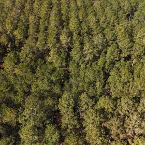 DJI_20250203121707_0222_D Large