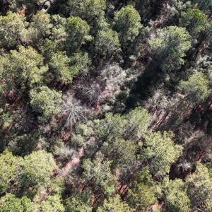 DJI_20250203123047_0258_D Large