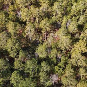 DJI_20250203121741_0223_D Large