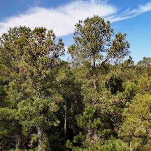 DJI_20250203121504_0218_D Large