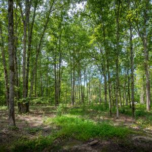 30peachblossompondlookingtorearofpropert