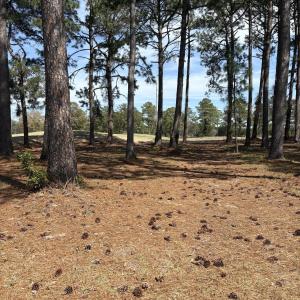 Lot View 1