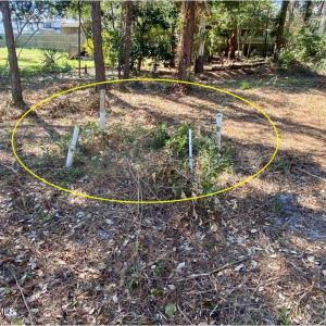 septic installed here